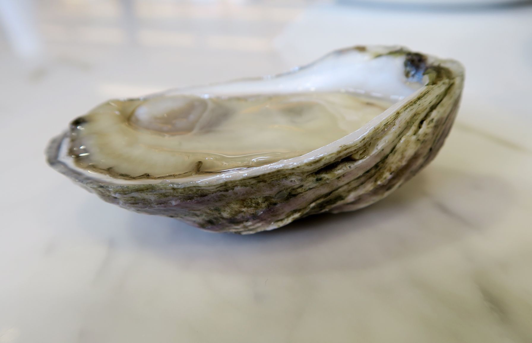 dryades oyster marble.jpg